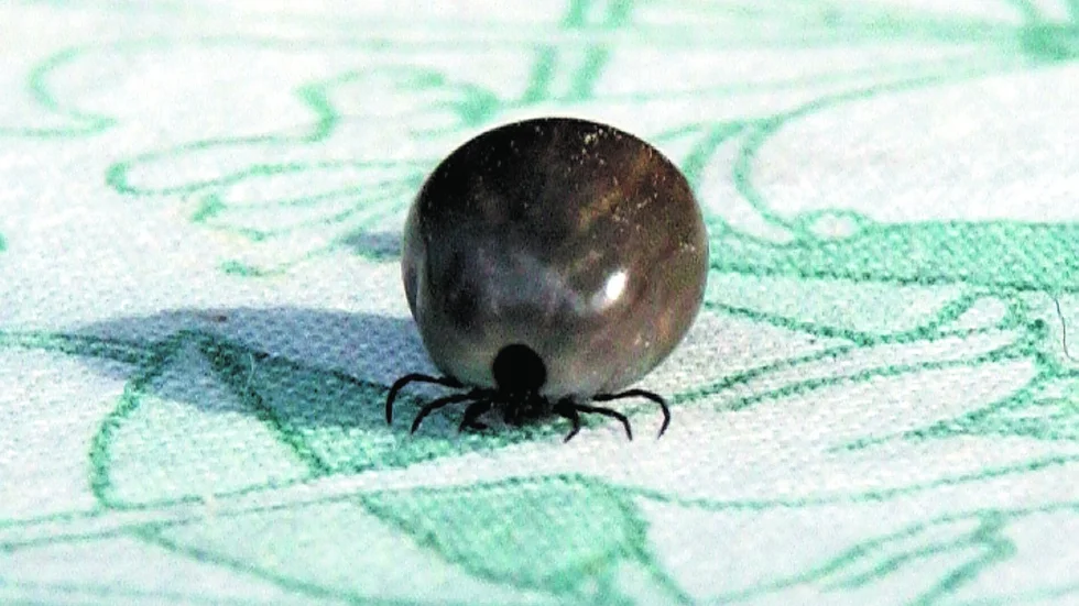 Eldhärjad skog kan vara en bra grogrund för fästingsmittan, tror forskarna som ska undersöka om spridningen av sjukdomen borrelia påverkats av de många skogsbränderna i Sverige sommaren 2018.
