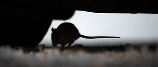 Råttinvasion vid containrar: "Obehagligt"