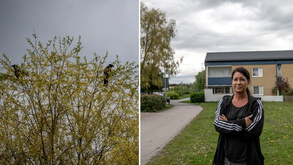 Helena Sigmert berättar att hon själv fått springa från kråkorna när de attackerat henne. "Härom dagen cyklade jag genom området och jag kände hur kråkorna flög över huvudet på mig", berättar hon. 
