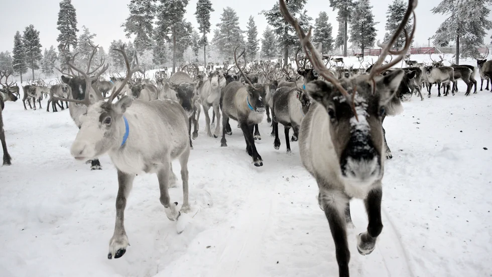 Renskötsel har bedrivits i generationer även nedanför odlingsgränsen, men när rennäringslagen ses över har gruppen tornedalingar, kväner och lantalaiset ingen representation.