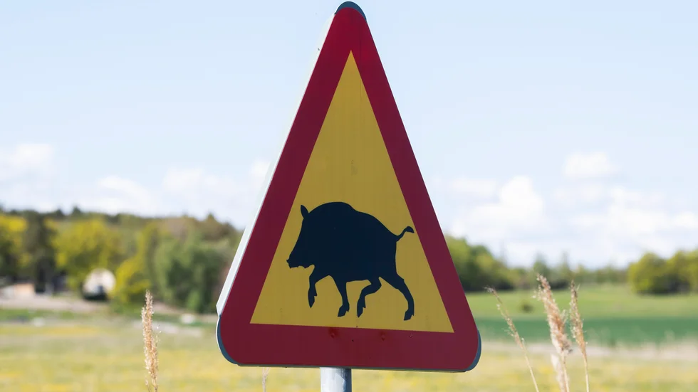 Tre vildsvin ska ha synts till vid E20. 