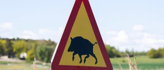 Flock med vildsvin vid motorvägen