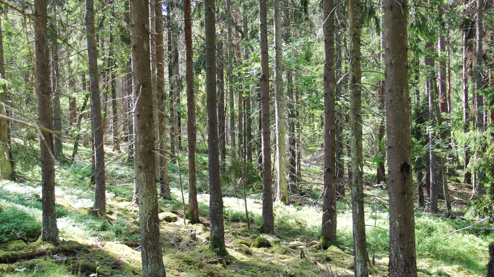 Polisen uppmanar bär- och svampplockare att förbereda sig inför vistelsen i skogen. (Arkivbild)