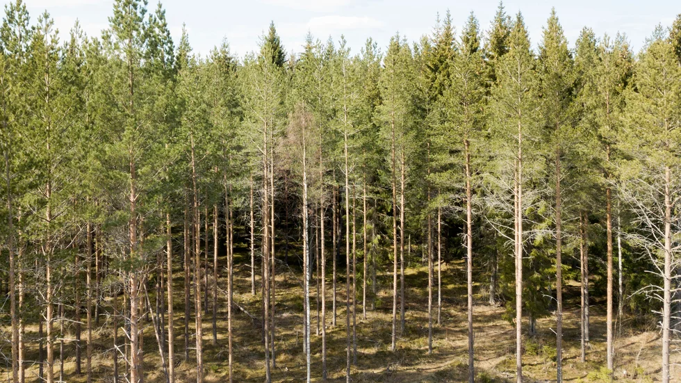 Det går inte att både ha skogen och hugga den, skriver ledarskribenten.