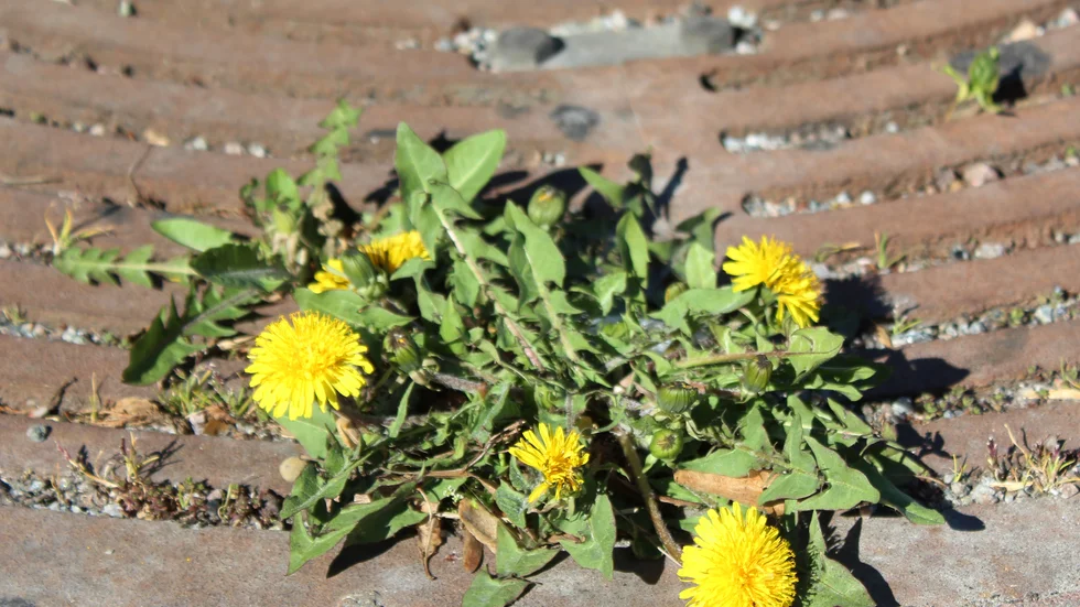 En annan sorts gul blomma vid sidan av planteringen.