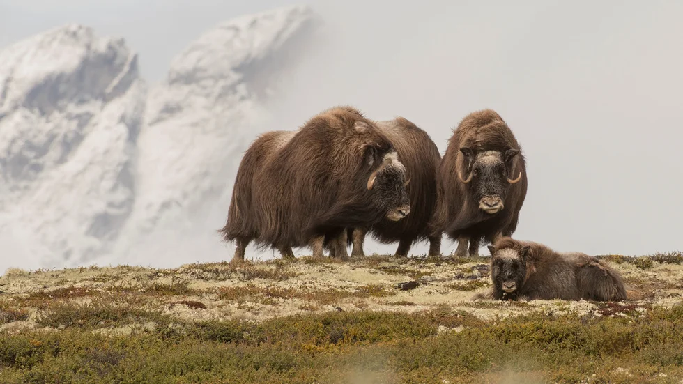 Livet för myskoxarna på högfjället i Härjedalen, skildras bland annat i Ingemar Linds naturfilm "Djuren på fjället".