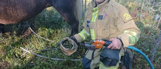 Häst trampade fast i skogen vid Degermyran