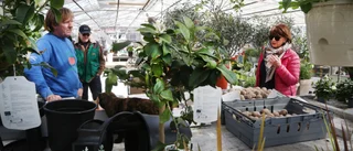 Högtryck hos öns plantskolor trots corona