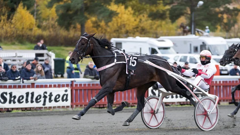 Skellefteåtravet är en del av Sveriges totalt 36 trav- och galoppbanor