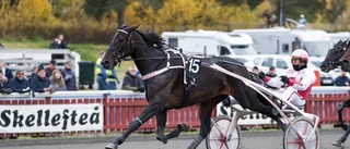 Spelskatten som blev en hästskatt