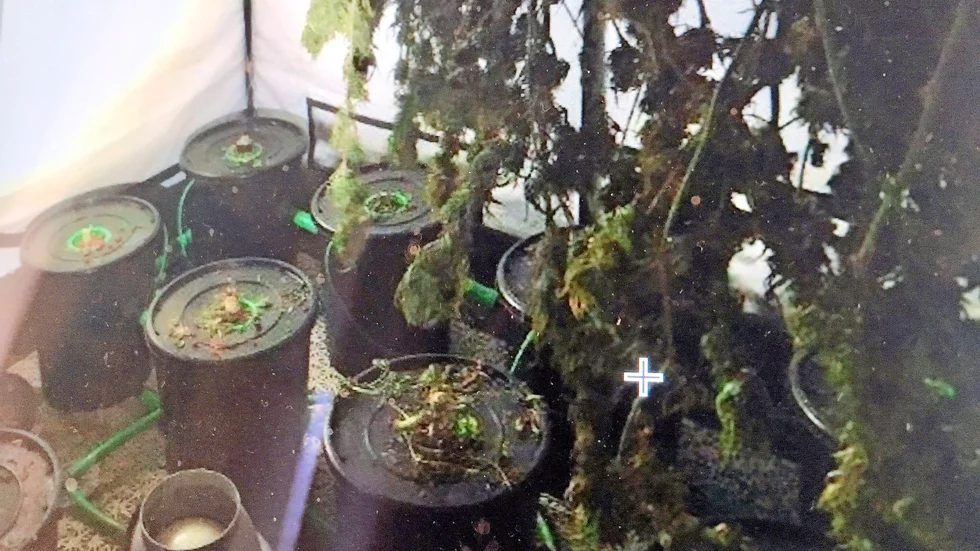Polisen upptäckte en mindre cannabisodling hemma hos en man tidigare i år. Nu åtalas han. Odlingen på bilden är från ett helt annat tillslag.