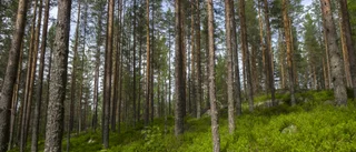 Livet ska bli lättare för landets skogsägare