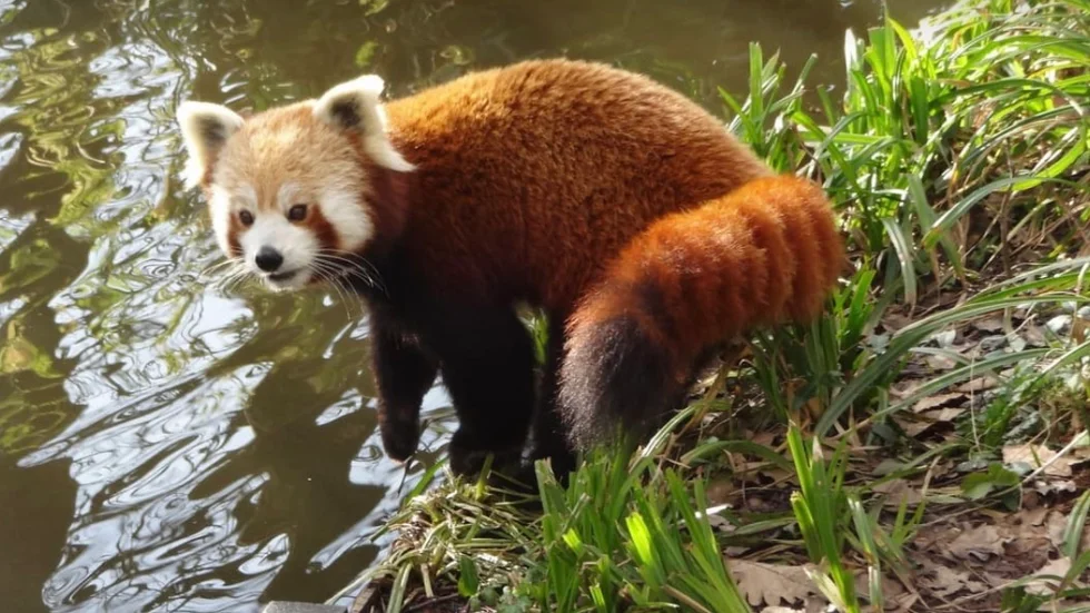 Den röda pandan Arjun.