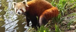 Panda på rymmen från Kolmården