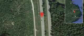 Rådjur på vägen på E4