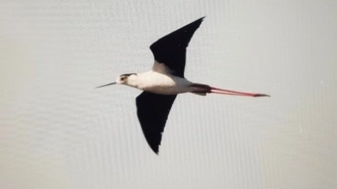 Under de senaste dagarna har den ovanliga vadaren styltlöparen siktats ett flertal gånger på Gotland. 
