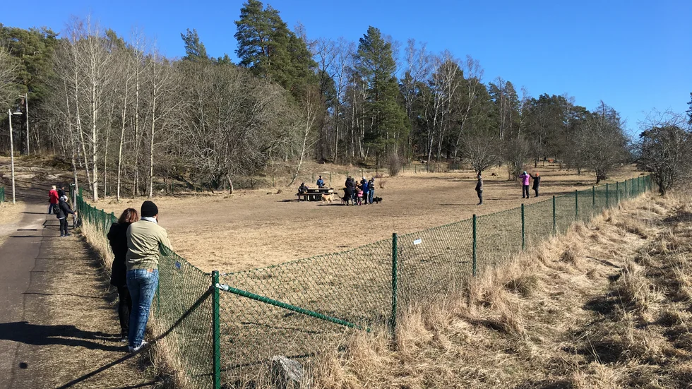 I hundhagen rastades flera hundar av sina ägare.
