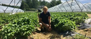 Snart kommer jordgubbarna  – men inte till midsommar