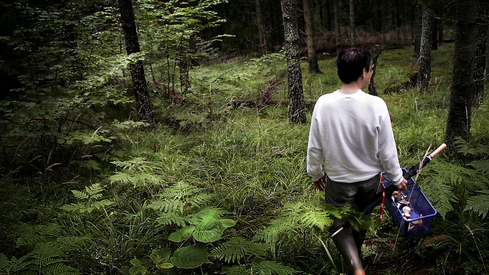 Svampjakt i svensk skog. Arkivbild.