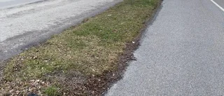 Vad hände med träden längs Lindövägen?