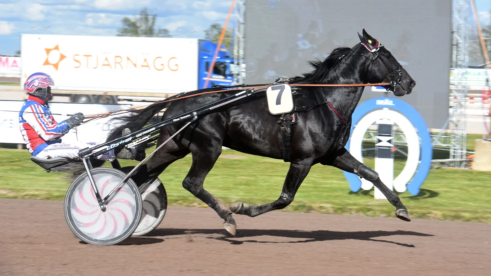 Claes Svensson körde galopp med King of Everything i Ina Scots ära. "Hon blev alldeles för ivrig", sa kusken.