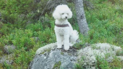 Kasper på skogspromenad.