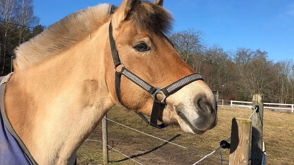 Nu står det klart att ponnyn Bella blev skjuten. Polisen vill nu ha in tips kring händelsen.