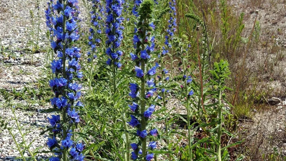 Säkerhet går före blomsterprakt.