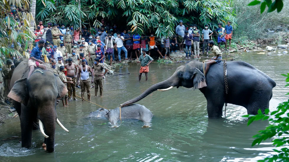 Ett par elefanter står vid en 15-årig elefanthona i Velliyarfloden i delstaten Kerala i Indien. Den dräktiga honan dog efter att ha ätit en kokosnöt fylld med smällare.