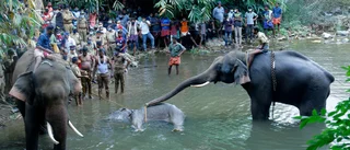 Vrede i Indien efter elefants brutala död