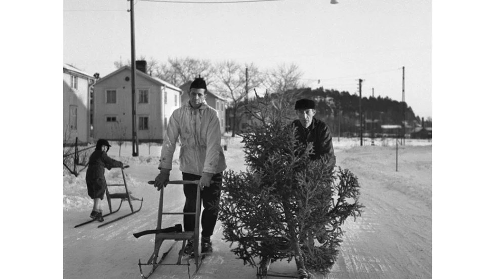 Julgranstransport på Norrböle i Skellefteå, år 1951.