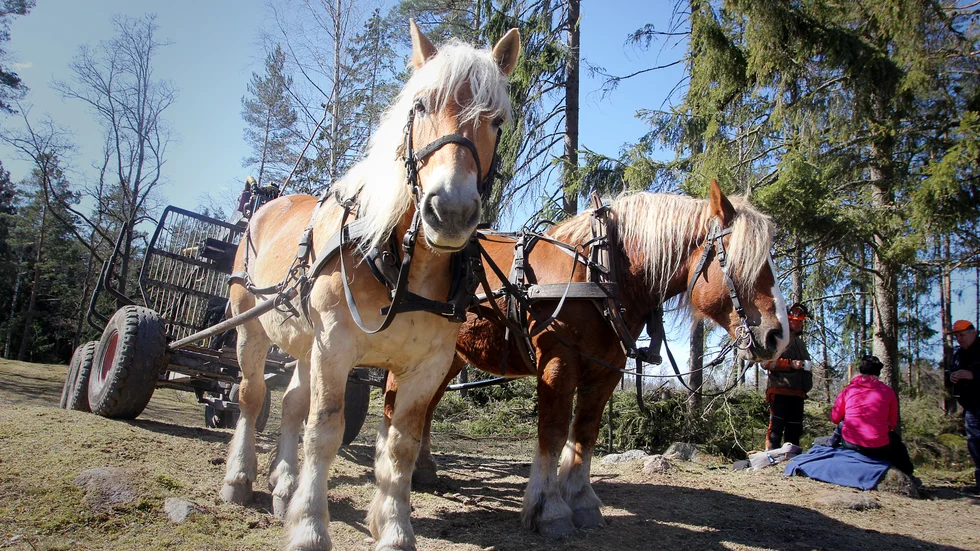 Balder och Aramis är två ardennerhästar som har skolats i flera år för att behärska skogsarbetet.
