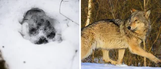 Spår av varg i Västerbotten