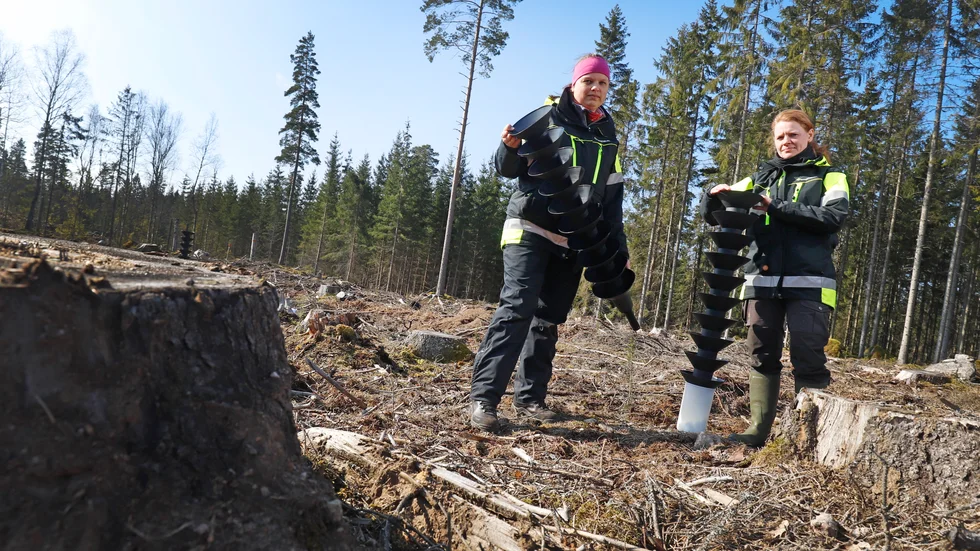 Skogskonsulenterna Monica Pettersson och Anne Eriksson placerar ut granbarkborrefällor i skogarna söder om Katrineholm
