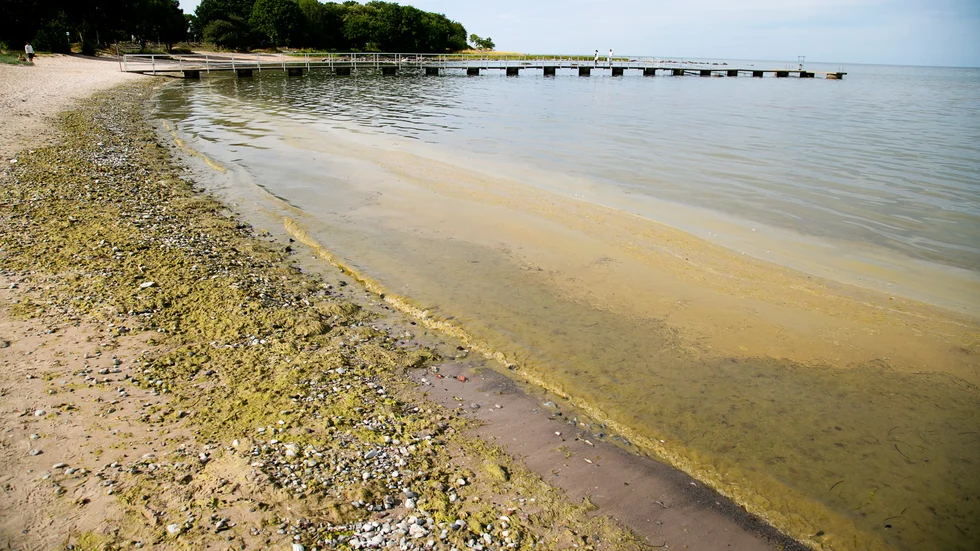Övergödningen är en av Östersjöns stora utmaningar. Om man kissar på land i stället för i havet bidrar man med att minska övergödningen. 