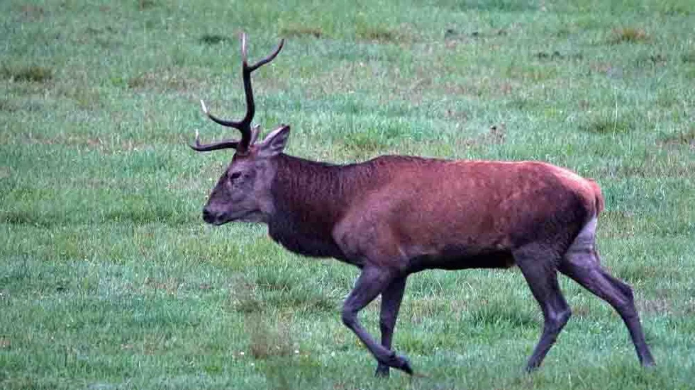 En flock med kronhjortar sprang över vägen och bilisten krockade med ett av djuren. Bilden är tagen i ett annat sammanhang.