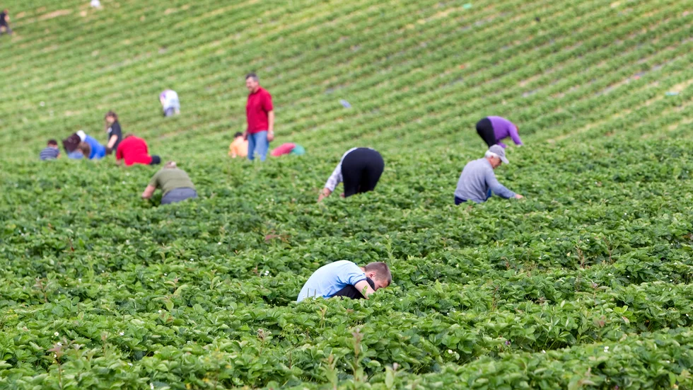 Bara från Östeuropa kommer årligen 16 000 säsongsarbetare för att jobba inom det svenska lantbruket, men nu hindras många av inreseförbudet från länder utanför EU, trots att de har arbetstillstånd.