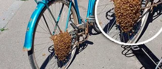 Bi-sarr svärm ockuperade cykel - mitt i stan