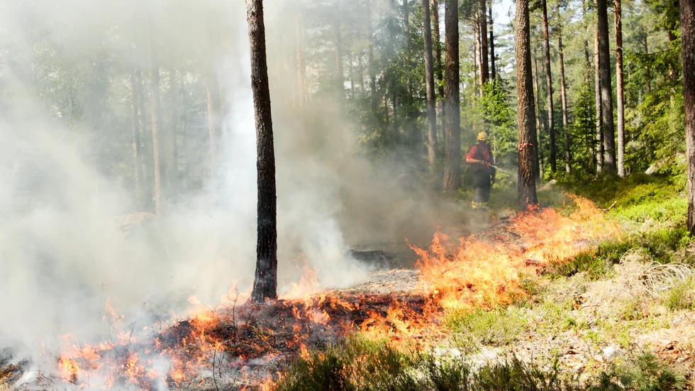 Naturvårdsbränningen  främjar den biologiska mångfalden och gynnar arter som är beroende av brand.