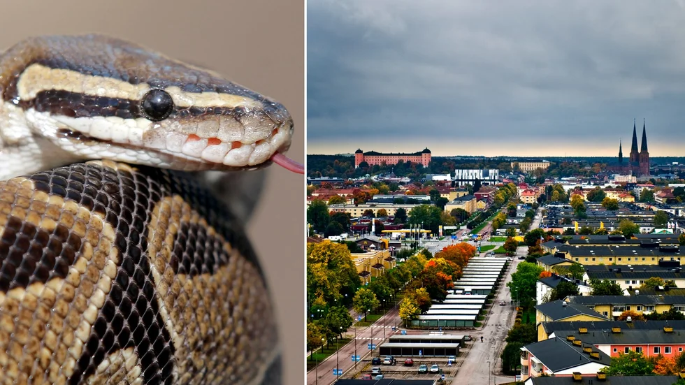 GENREBILD. Orm eftersöks i Uppsala. Det är oklart vilken sorts om det är.