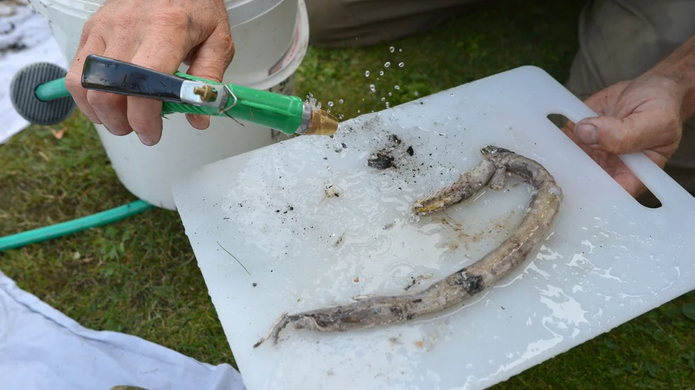 Den så kallade Branteviksålen uppges ha blivit över 150 år gammal. Här undersöks den av länsstyrelsens expert. Arkivbild.