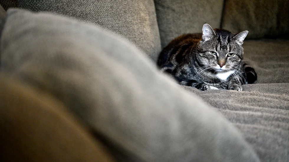 En skadad katt i trapphuset ledde till att tidningen Kattliv nu produceras i Skellefteå. 