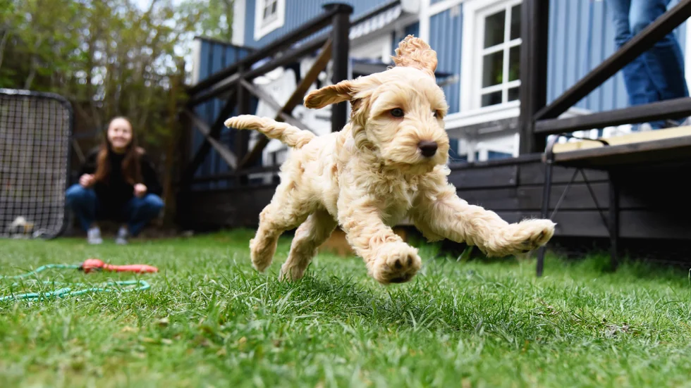 Familjen Säävälä i Huddinge har skaffat en ny familjemedlem – labradoodlevalpen Ginny. "Vi tyckte att vi ville ha något att samla familjen kring", säger Pia Säävälä.