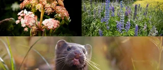 Främmande arter hotar den biologiska mångfalden