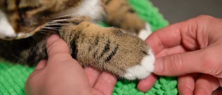 Kvinna får djurförbud efter vanvårdad katt