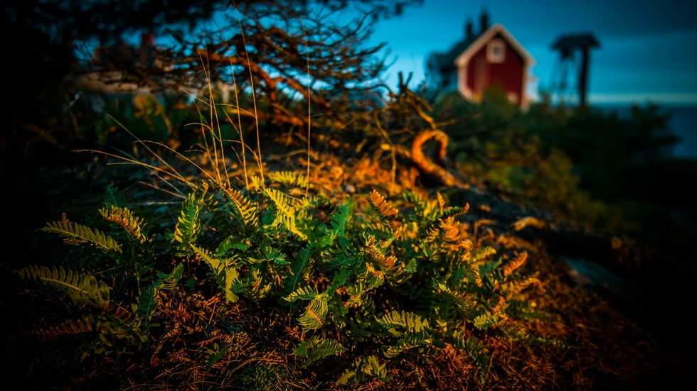 Att göra fint i Femöres naturreservat är en arbetsuppgift som några av ungdomarna kommer att ha. Arkivfoto