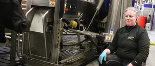 Ny avancerad mjölkrobot på forskningsgården