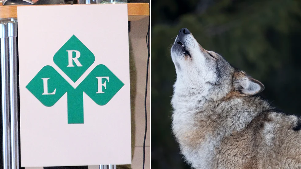 Under måndagen stod vargfrågan i fokus under kommunstyrelsemötet i Ydre när LRF:s kommungrupp var på besök.