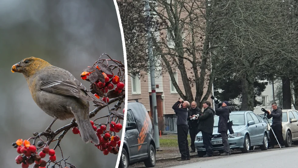 Susanna Schumacher såg flera entusiaster stå och fota upp i ett träd på Granitvägen.