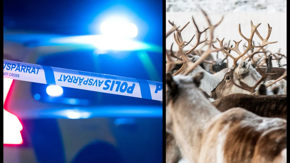 Tre slaktade renkroppar har hittats i sopsäckar efter E10 norr om Gällivare.